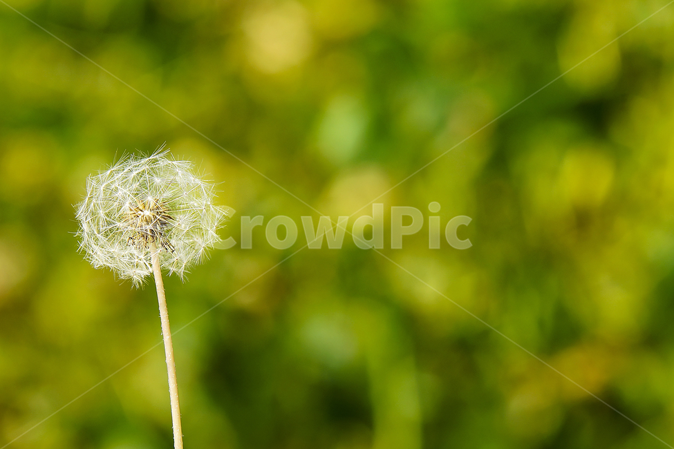 민들레,민들레꽃씨,민들레꽃,매크로,녹색풀,식물,자연,plants,nature,감성,sensible,feeling