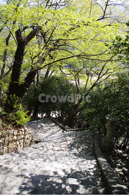 나무,식물,plant,봄,spring,초록,자연,풍경,nature,landscape,path,통로,walkway,보도,pavement,포장,sidewalk