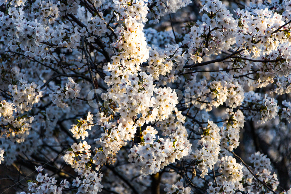 봄,꽃,벚꽃,나들이,벚꽃길,봄,계절,spring,season,식물,자연,plants,nature,꽃,flower,plant,blossom,cherry blossom,petal,꽃잎