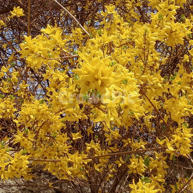 개나리,봄,꽃,봄꽃,개나리꽃,노란꽃,자연,노랑,노란색,계절,식물,따뜻함,감성,plants,nature,flower,plant,springseason,sensiblefeeling