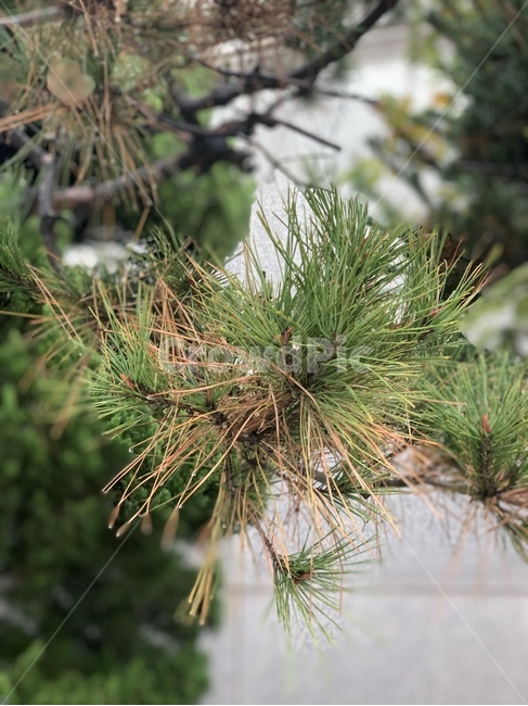 소나무,솔나무,tree,나무,plant,식물,conifer,구과식물,pine,비,rainy,식물,자연,plants,nature