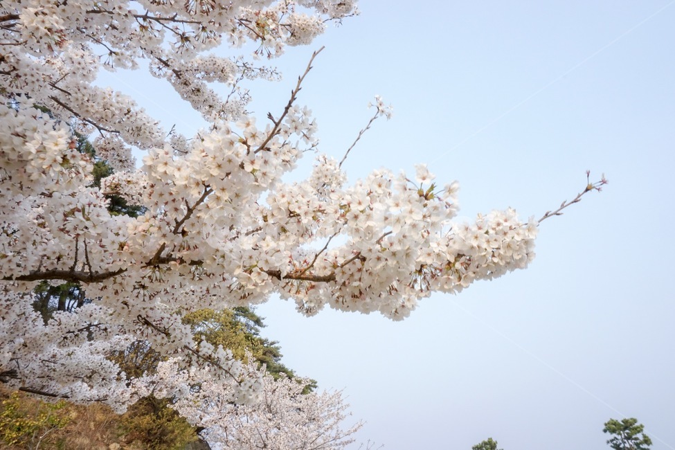 벚꽃,하늘,분홍,나무,자연,색감,대비,봄,계절,spring,season,plant,식물,blossom,꽃,flower,cherry blossom