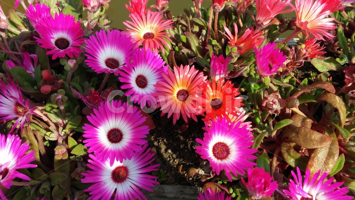 꽃,가을,나들이,축제,식물,plant,festival,flower,식물,자연,plants,nature