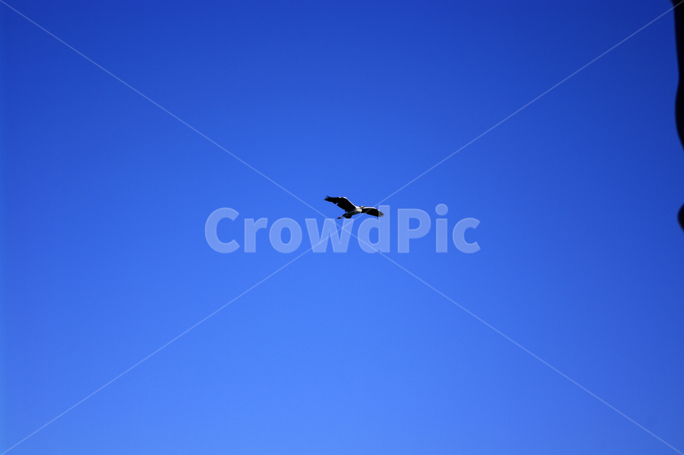 하늘,새,날개,창공,파란,color,동물,animal,조류,새,birds