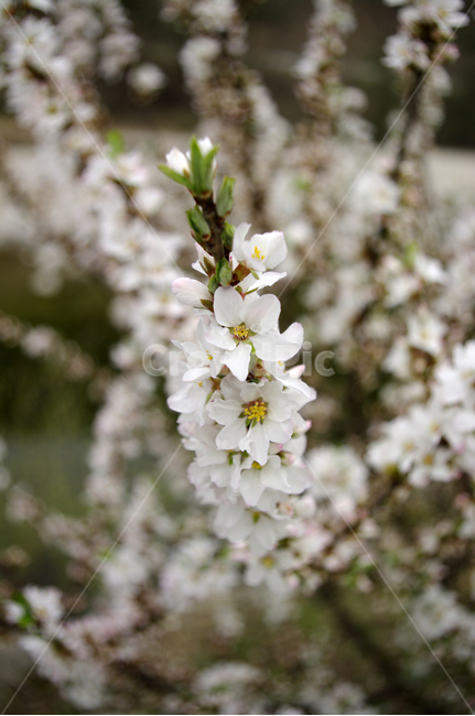 앵두꽃,꽃,flower,식물,plant,식물,자연,plants,nature,꽃,flower