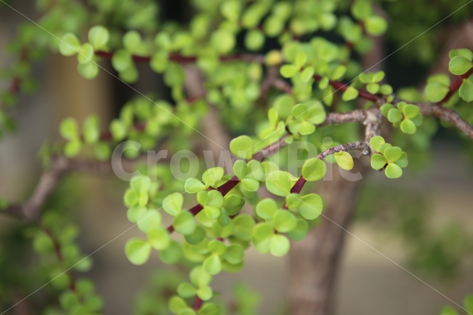 자연,나뭇잎,초록,배경,가을,식물,자연,plants,nature