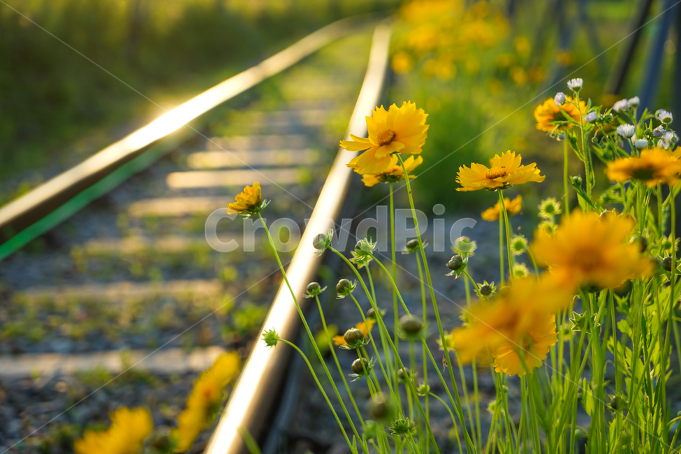 꽃,철길,야생화,저녁빛,레일,자연,들꽃,식물,자연,plants,nature,꽃,flower,교통,교통수단,traffic,transportation,outdoors,옥외,field,들,grassland,목초지