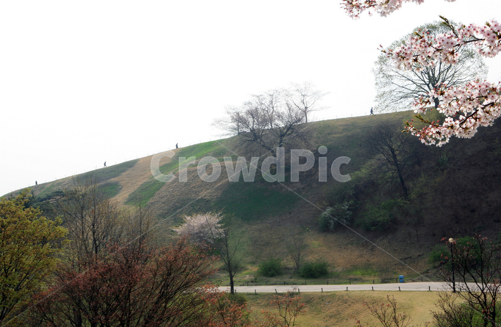 올림픽공원,송파구,봄,몽촌토성,벚꽃,자연,풍경,nature,landscape,사람들,대중,군중,other people,crowd,grassland,목초지,field,들,outdoors,옥외