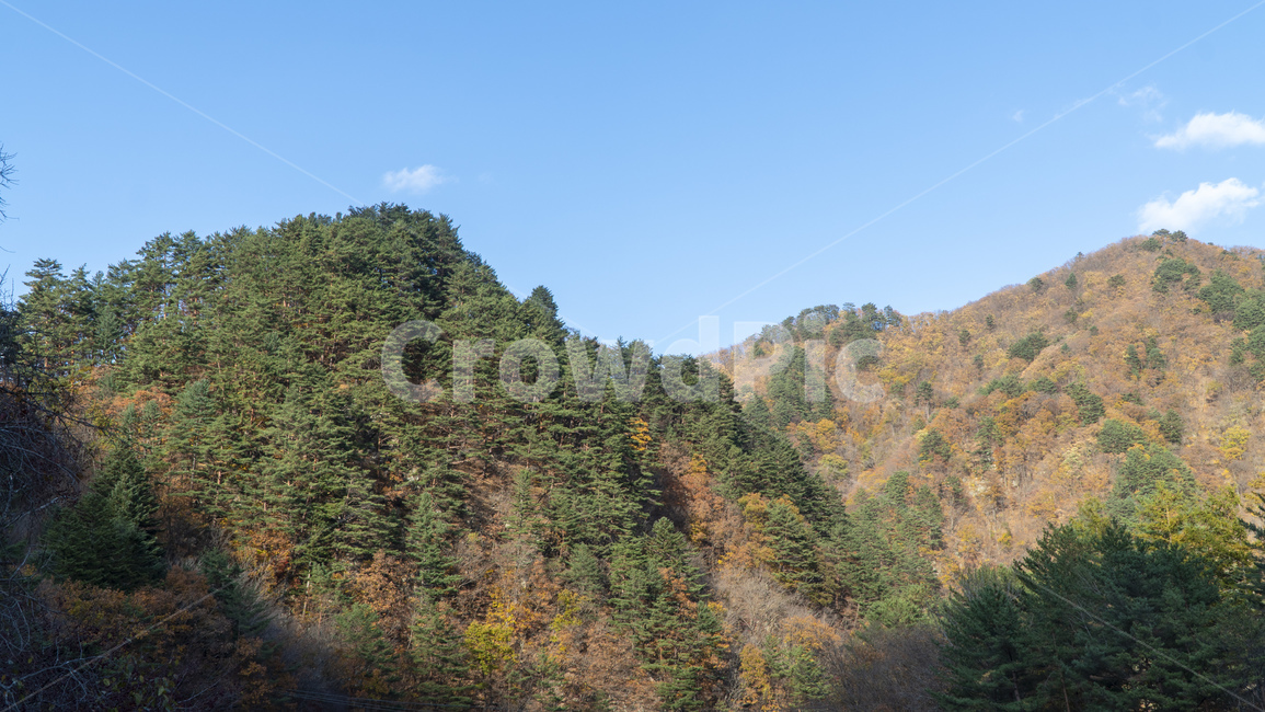 사시사철,단풍,전나무,가을,산,설악산,등산,가을산,plant,식물,nature,자연,가을,계절,fall,autumn,season,자연,풍경,nature,landscape,tree,나무,fir,outdoors,옥외