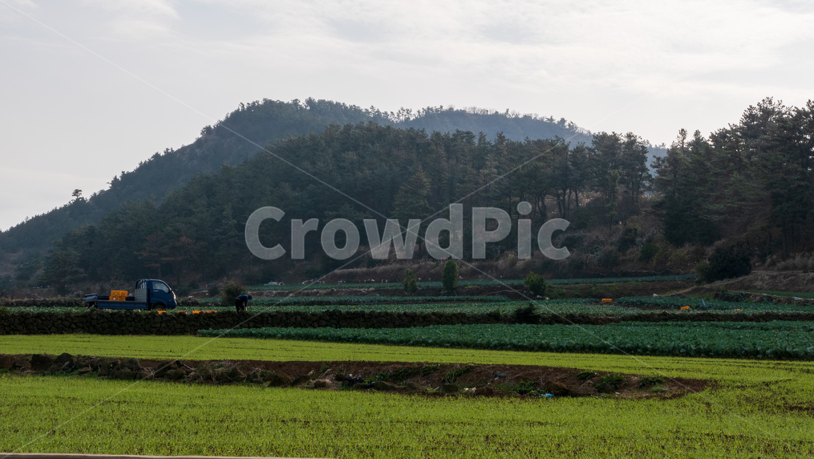 outdoors,옥외,nature,자연,제주,제주도,jeju,밭,농사,agriculture,농업,산,언덕,green,녹색,돌담,밭담,농업,농사,agriculture,farming,farming industry