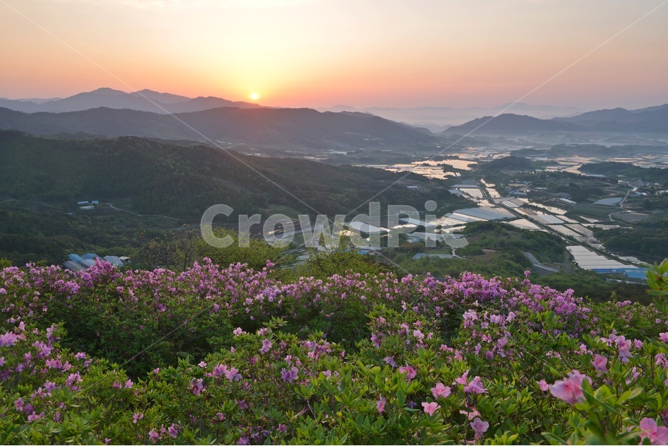 plant,식물,blossom,전북,남원,봉화산,봉화산철쭉제,철쭉,철뚝꽃,철뚝제,봉화산아침,여명,일출,해돋이,flower,꽃,flare,플레어,light,빛,sunlight,햇빛,자연,outdoors,옥외,mountain,산,mountainrange,산맥,slope,경사