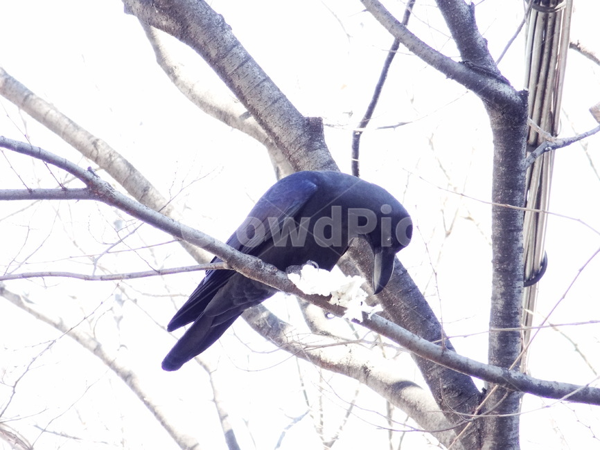 까마귀,새,자연,동물,bird,crow,animal,nature,tree,branch,동물,animal,조류,새,birds