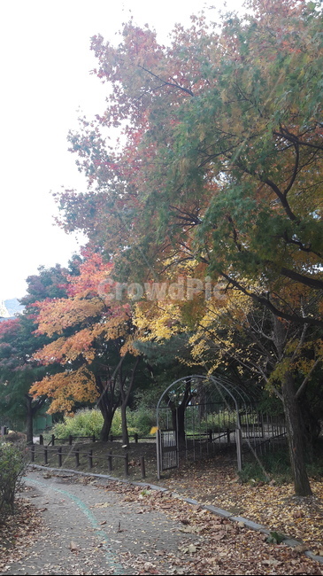 가을,단풍,나무,하늘,아름다움,가을,계절,fall,autumn,season,tree,plant,식물