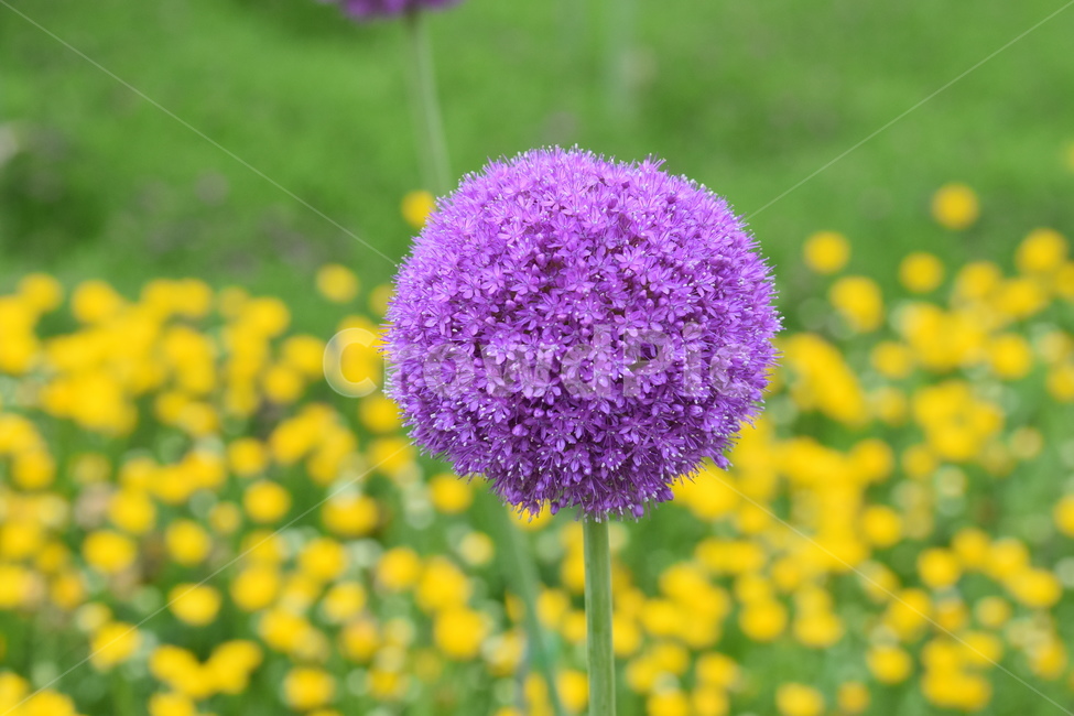 식물,꽃,알리움,보라,보라꽃,보라색,purple,flower,식물,자연,plants,nature,꽃,flower