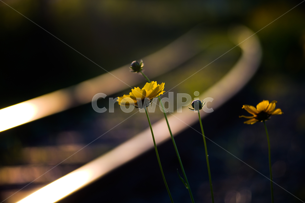 꽃,철길,야생화,저녁빛,레일,자연,들꽃,식물,자연,plants,nature,꽃,flower