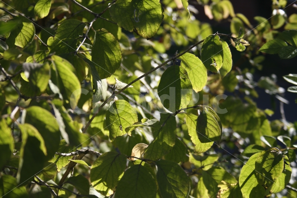 가을,계절,나뭇잎,잎,잎새,식물,나무,봄,여름,식물,자연,plants,nature