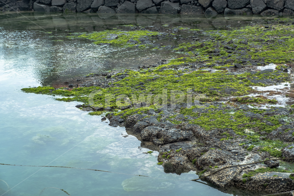 자연,제주,제주도,섬,nature,이끼,풀,물,돌,plant,돌담,자연,풍경,nature,landscape,식물,algae,조류
