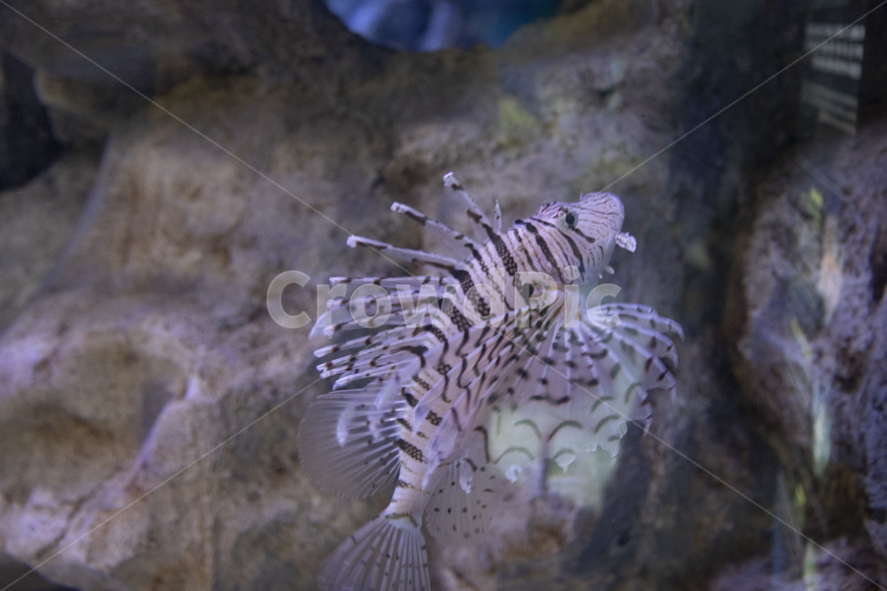 water,물,동물,물고기,fish,수조관,해양생물,sealife,아쿠아리움,바다,동물,animal
