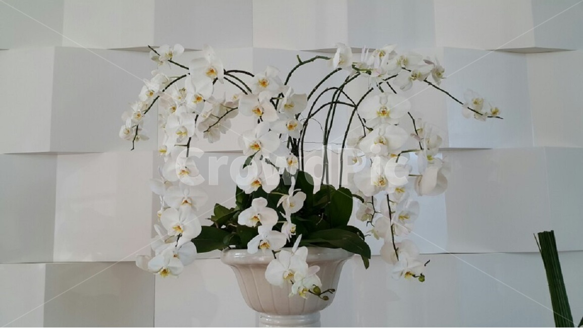 화분,조화,꽃,인테리어,데코레이션,이쁘다,꾸미다,소품,하얀꽃,artificialflowers,Flowerpot,Interior,Decoration,pretty,Decorate,Props,whiteflower,flower,식물,자연,plants,nature,꽃,flower,실내용화초,화분,화초,house plant,인테리어,실내디자인,interior design