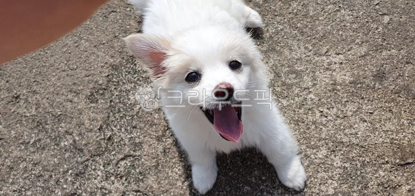 강아지,아기강아지,강아지앞니,개,웃는강아지,강아지미소