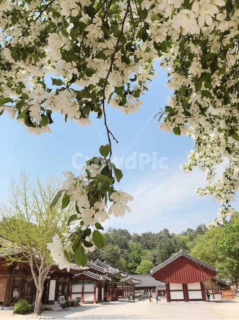 자연,풍경,산,꽃,나무,봄,절,절풍경