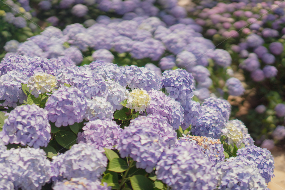 수국,꽃,보라색,연보라,hydrangea,여름꽃,퍼플,플라워,식물,자연,plants,nature,꽃,flower