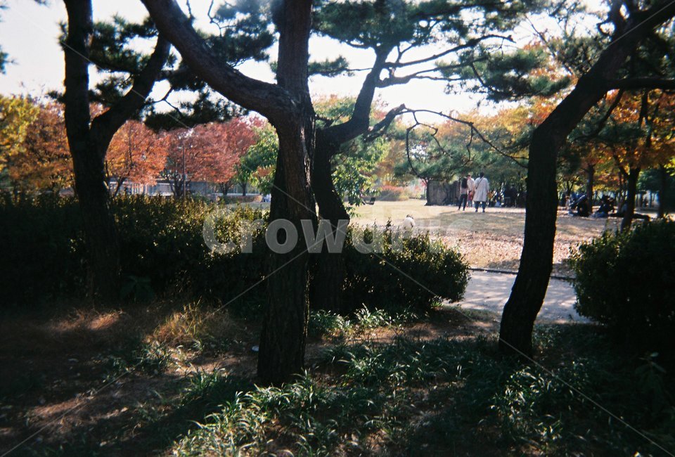 공원,야외,나무,plant,tree,식물,필름,식물,자연,plants,nature,나무,trees,wood