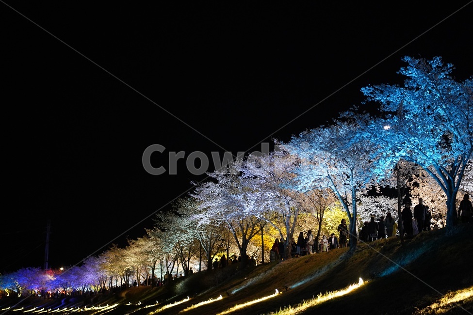 벚꽃,야간벚꽃,벚꽃조명,벚꽃길,벚꽃단지,야간조명,뚝방길,둔치,산책길,산책로,봄,계절,spring,season,야경,밤,풍경,nightscape,night,landscape,사람들,대중,군중,other people,crowd,flare,플레어,light,빛