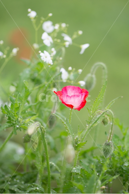 꽃,양귀비,봄,빗방울,붉은꽃,식물,자연,plants,nature,꽃,flower