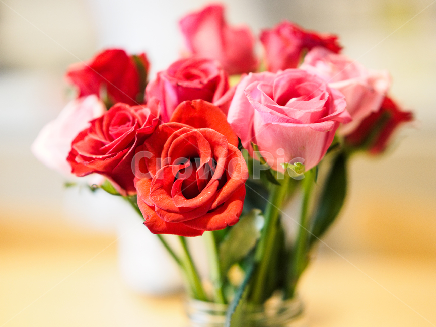 rose,장미,화병,꽃,꽃꽂이,빨간장미,실내용화초,화분,화초,house plant