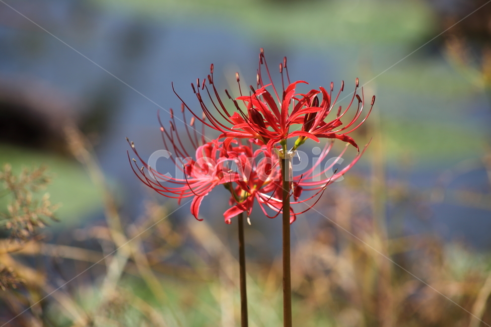 상사화,개난초,lycorissquamigera,magiclily,flower,꽃무릇,Redspiderlily,식물,자연,plants,nature,꽃,flower