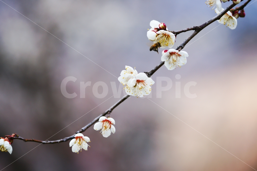 식물,꽃,매화,사군자,광양,식물,자연,plants,nature,봄,계절,spring,season,꽃,flower,plant,blossom,cherry blossom,벚꽃