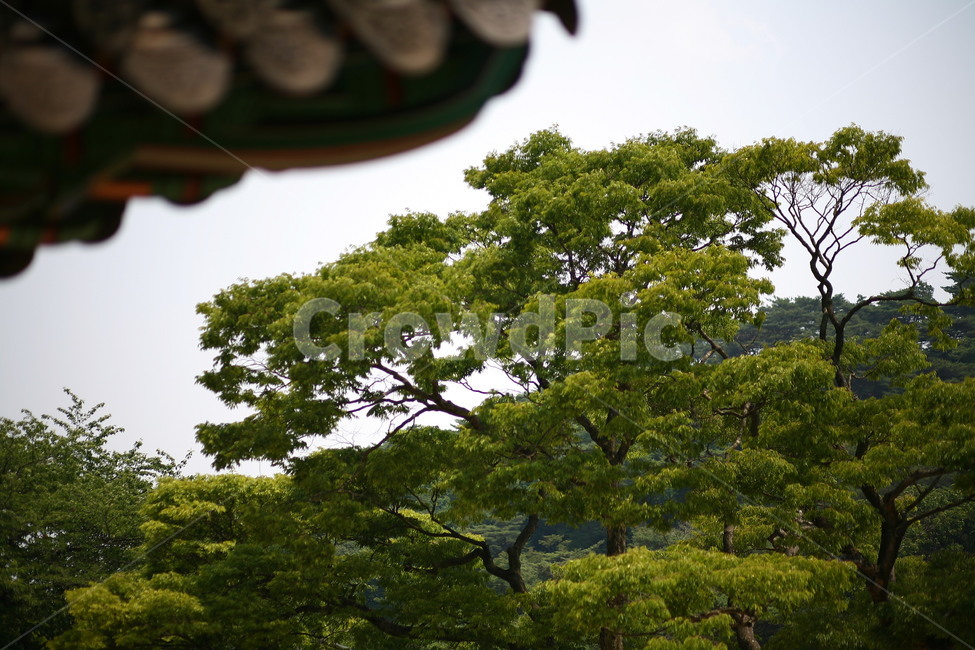 tree,나무,plant,식물,풍경,식물,자연,plants,nature,나무,trees,wood