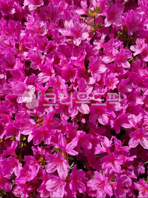 영산홍,자산홍,봄꽃,flower,꽃,꽃잎