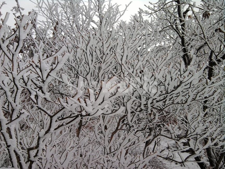 나무,눈,snow,자연,nature