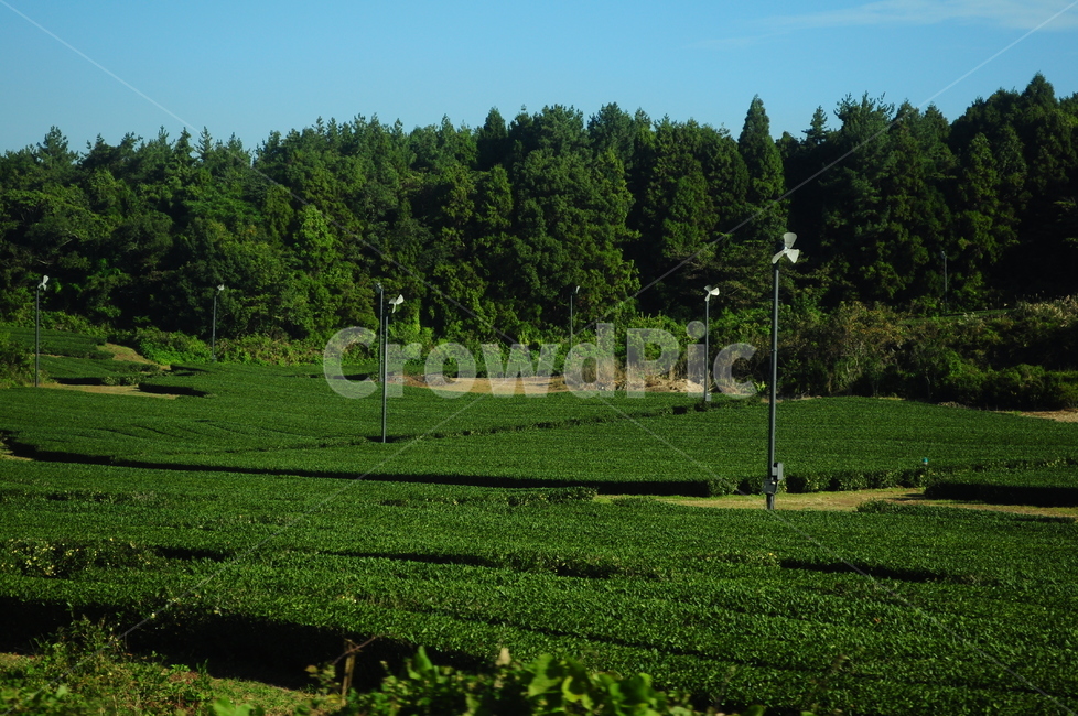 녹차,녹차밭,제주도,나무,풀,자연,시골,시골풍경,풍경,자연,풍경,nature,landscape,grass,잔디,plant,식물,tree