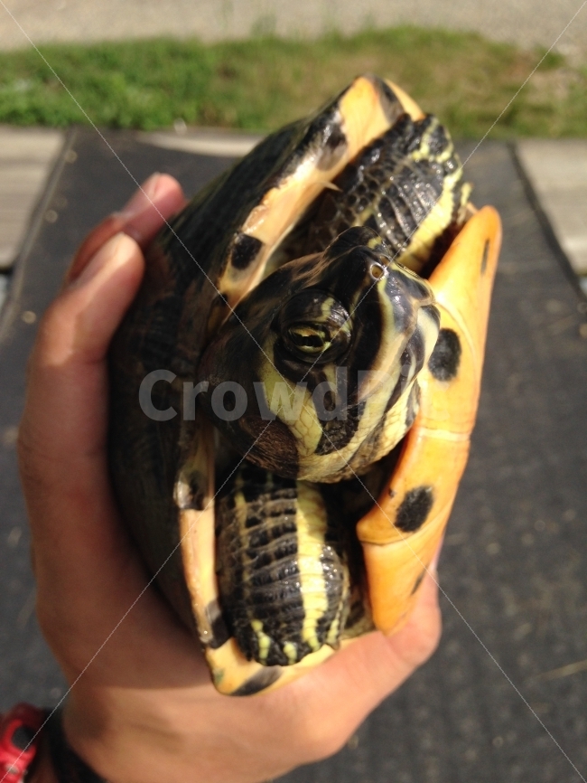 자연,동물,생물,남생이,거북이,낚시터,아이컨택,동물,animal,파충류,양서류,reptile,amphibian,사람,인물,인간,human,person