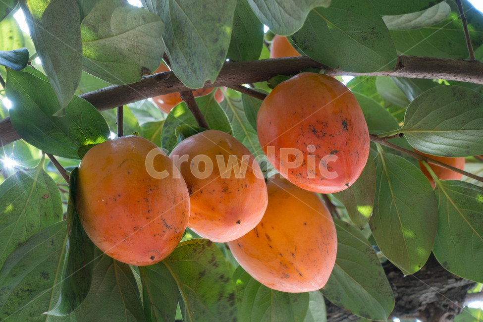 자연,가을,autumn,nature,식물,food,plant,생산액,fruit,음식,과일,열매,fruit