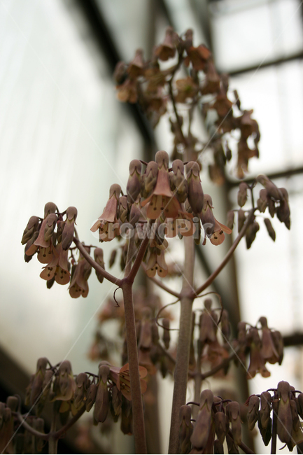 천손초,온실,식물,flower,plants,nature,꽃,꽃봉오리,식물,자연,plants,nature,꽃,flower