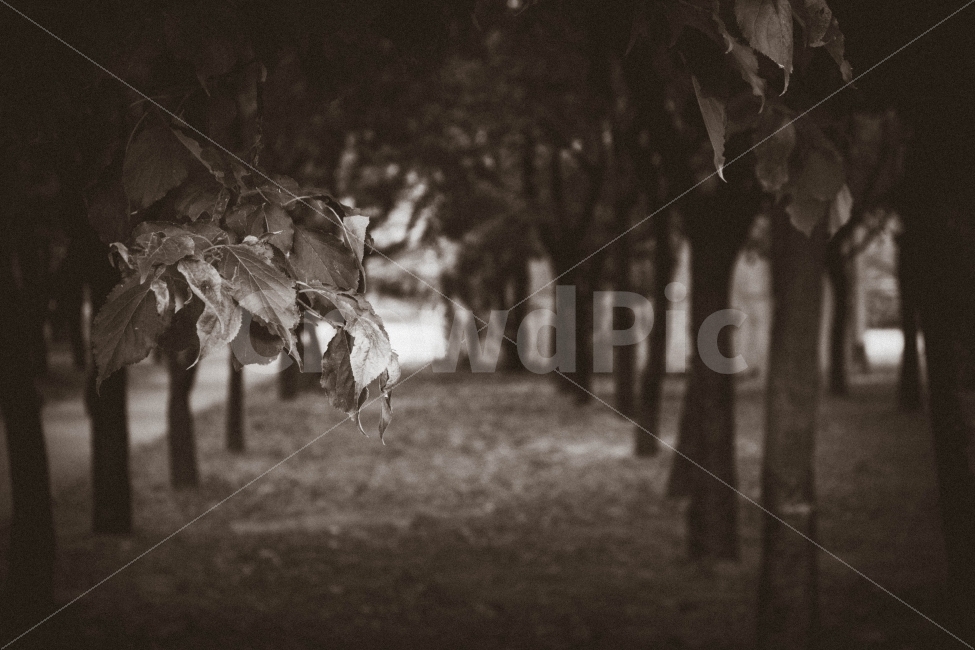 감성,흑백,monochrome,식물,자연,plant,nature,공원,park,나무,tree,풍경,landscape,아련,식물,자연,plants,nature,감성,sensible,feeling,흑백,모노톤,monochrome,black and white