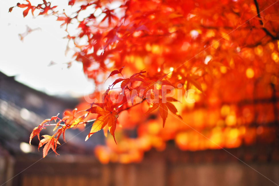 plant,식물,leaf,잎,tree,나무,maple,단풍,red,autumn,fall,가을
