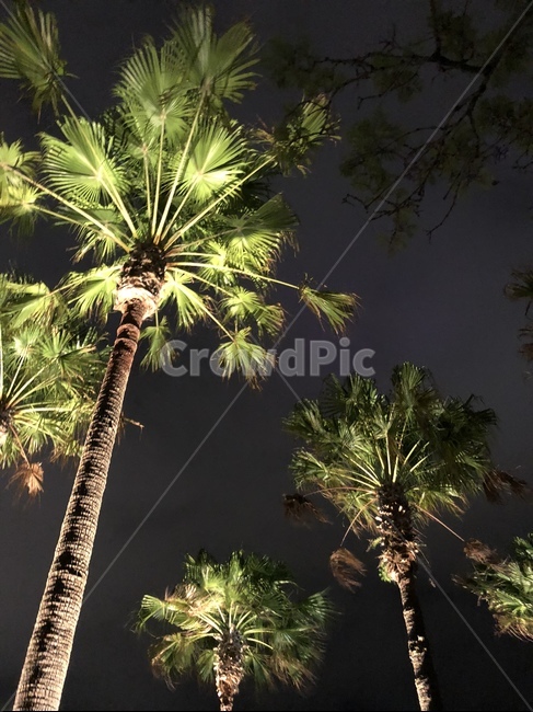 나무,야자수,tree,street,야경,자연,밤,풍경,nature