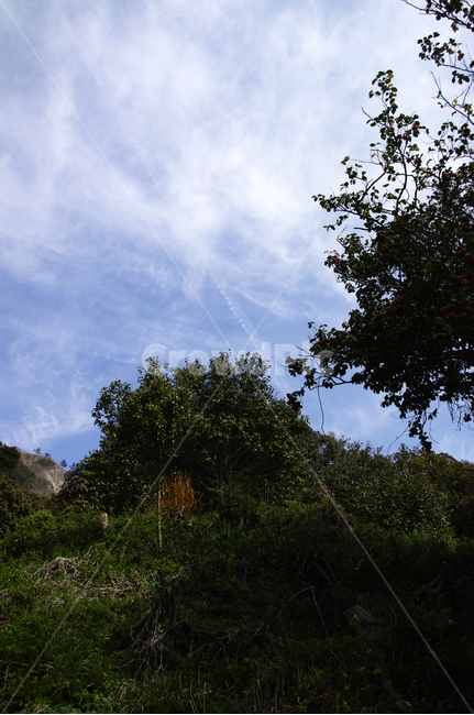 나무,동백꽃,꽃,flower,계절,봄,spring,하늘,구름,풍경,자연,풍경,nature,landscape