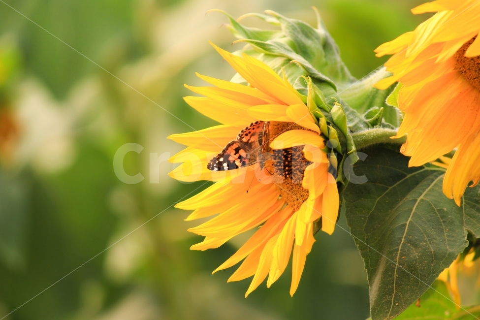 해바라기,나비,가을,꽃,식물,하늘공원,자연,식물,자연,plants,nature,꽃,flower,동물,animal,곤충,벌레,insect,bug