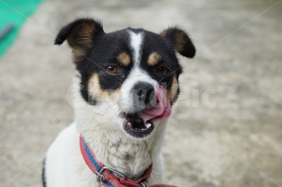 강아지,반려견,개,동물,혀,dog,puppy,animal,낼름,메롱,동물,animal,포유류,mammal,개,강아지,dog,doggy