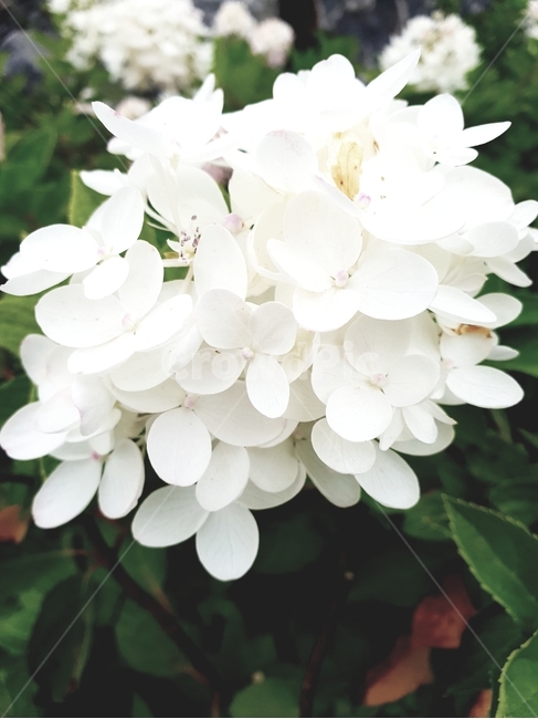꽃,자연,야외,클로즈업,식물,식물,자연,plants,nature,꽃,flower