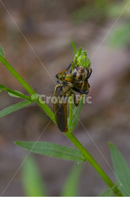 벌레,사냥,죽음,딱정벌레,파리매,곤충,감정,감성,자연,계절,뷰티,beauty,macro,closeup,접사,매크로,확대,클로즈업,가을곤충,여름곤충,여름,가을