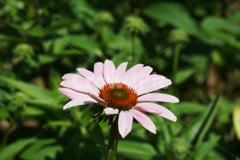 국화,여름,꽃,국화과,자연,coneflower,보라,flower,summer,purple,pink,핑크,natural,blossom,beautiful,접사,green,그린,초록,bloom,nature