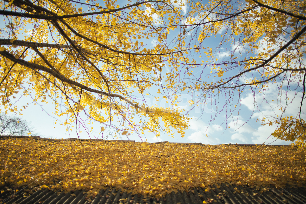 풍경,거창,의동마을,은행나무,노란색,감성사진,가을,자연,가을,계절,fall,autumn,season,outdoors,옥외,grassland,목초지,field,들,nature,tree,나무,plant,식물