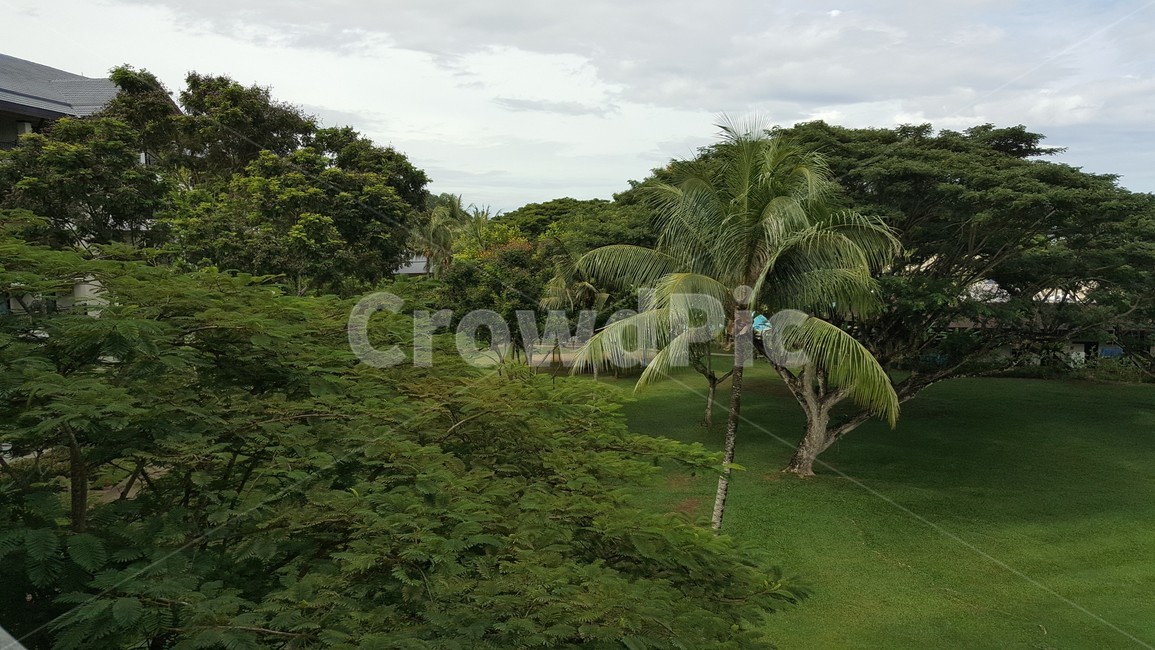 plant,식물,야자수,coconuttree,green,자연,풍경,nature,landscape,vegetation,초목,outdoors,옥외
